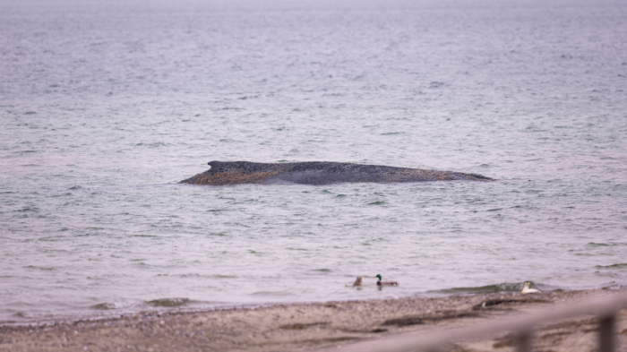 Смертельное мелководье: в Германии пытаются спасти выброшенного на берег кита