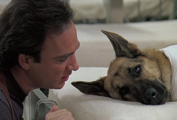 Лучшие фильмы про животных: 15 кинолент с высоким рейтингом