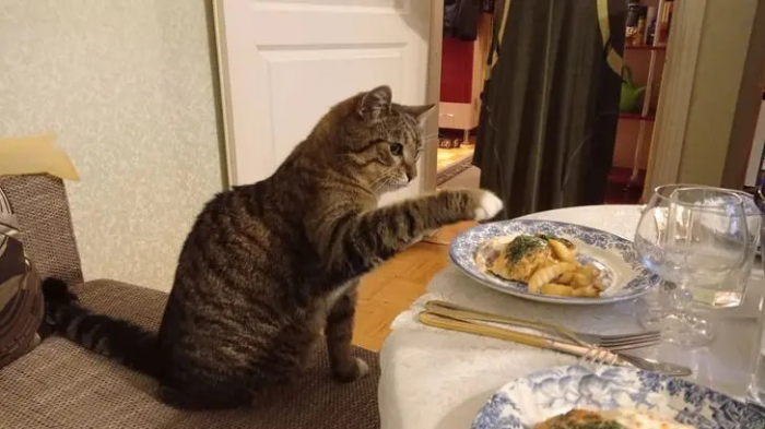 Питомцы, которые не знают границ