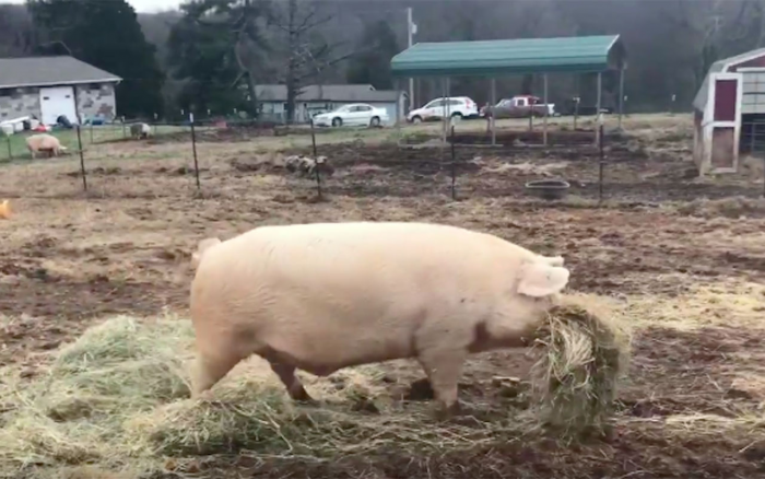 Поросенок Генри каждый день кормит больного брата: невероятная история преданности