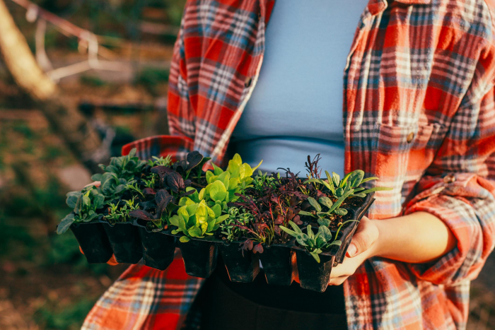 Три подкормки для роскошной рассады, которые есть на каждой кухне
