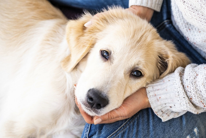 Почему животные умеют предсказывать погоду