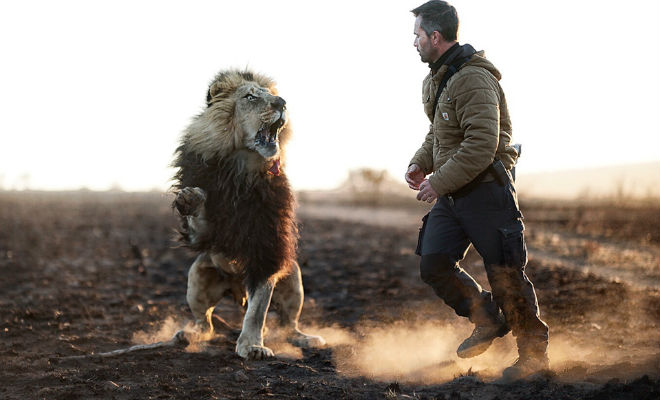 Лесник из заповедника жил рядом со львами, а через несколько лет они приняли его в стаю