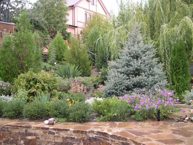 Хвойные растения для сада: выбираем самые неприхотливые культуры (65 фото)