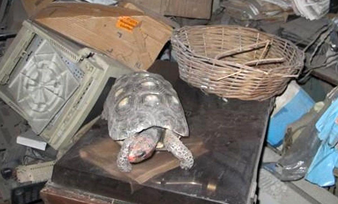 У семьи пропала черепаха и случайно нашлась через 30 лет. Все это время она незаметно жила на чердаке