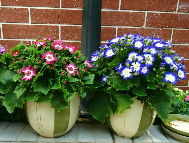 «Седой» цветок или прекрасное комнатное растение цинерария (61 фото)