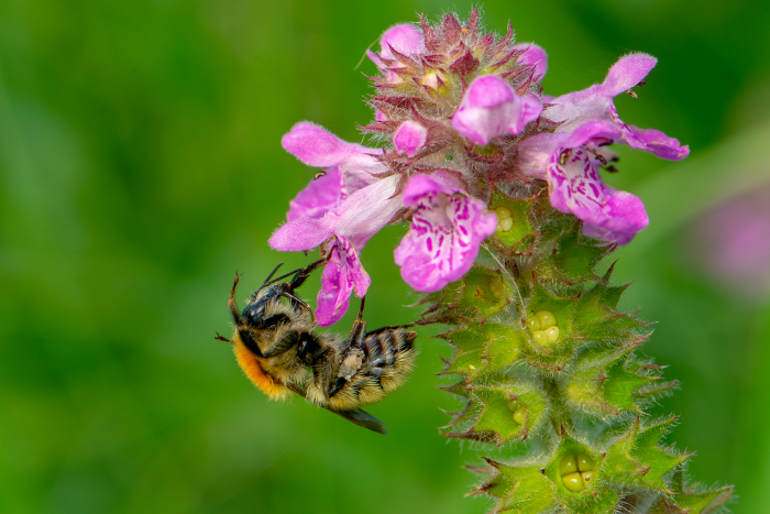 Записки астраханского натуралиста. Для кого цветут сады?