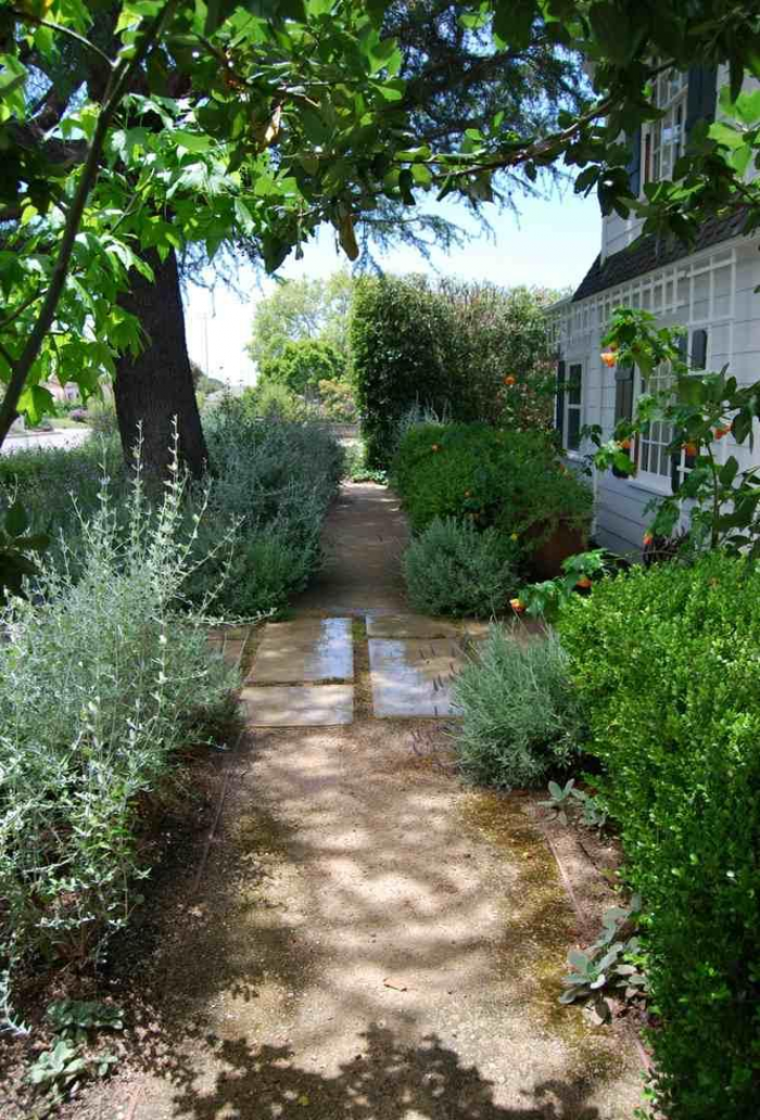 Неприхотливые декоративные кустарники в ландшафтном дизайне: фото и описания (56 фото)