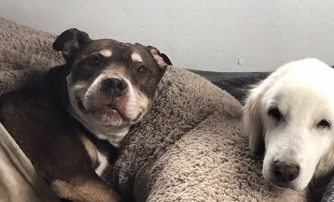 Мужчина решил помочь животным укрыться от урагана и пустил домой 300 собак