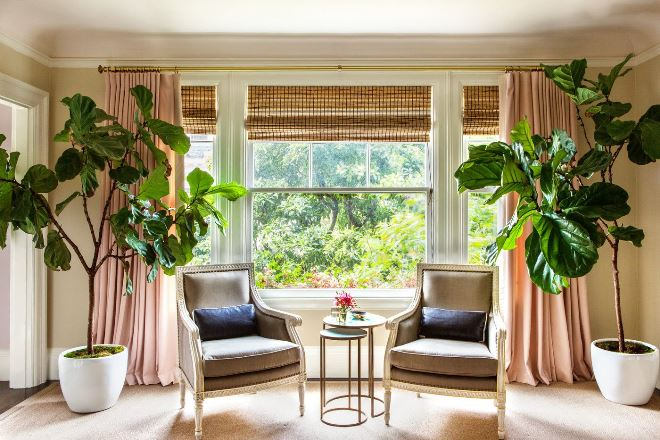 Комнатные растения в интерьере квартиры (112 фото)