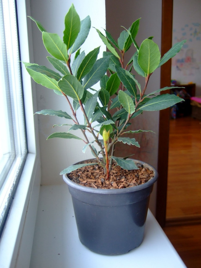 Комнатные растения в интерьере квартиры (112 фото)