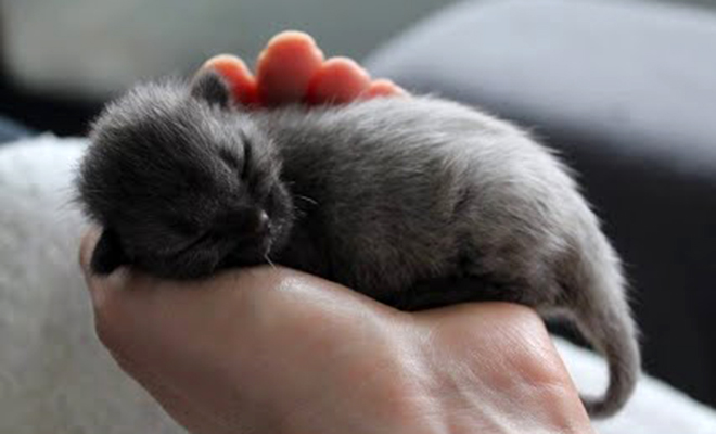 Люди взяли домой серого котенка с улицы, а когда в один из дней зашли на кухню, их встретил полностью черный кот