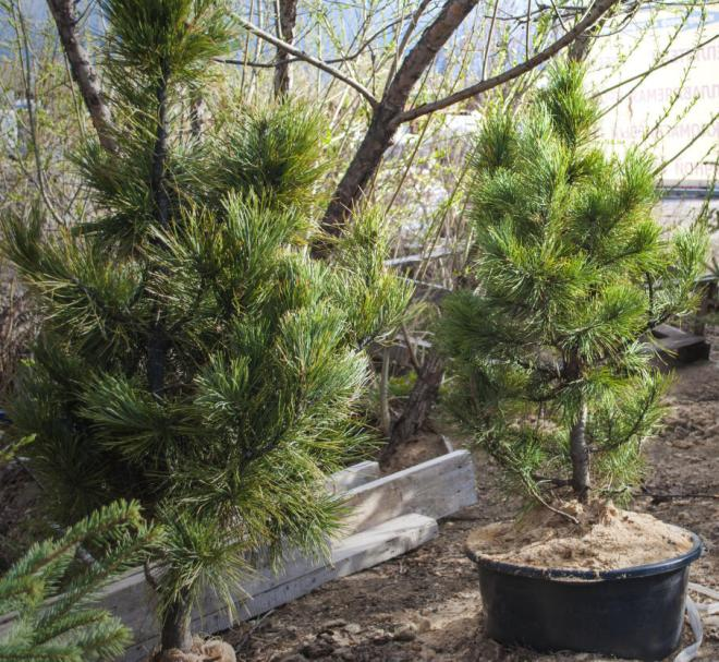 Хвойные растения для сада: выбираем самые неприхотливые культуры (65 фото)