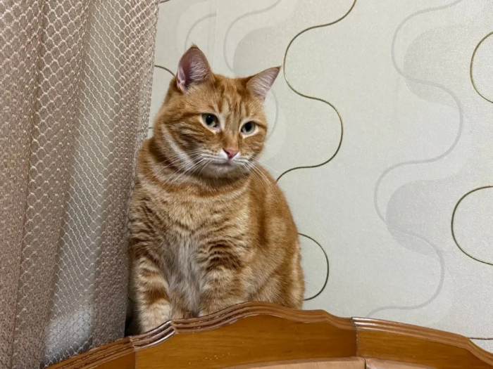 Не на год, на два десятилетия: три кошачьи породы, которые не спешат покидать своих хозяев