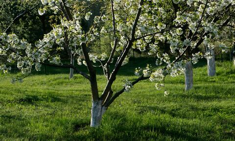Почему не прорастает газон? Об ошибках при посеве рассказал биолог