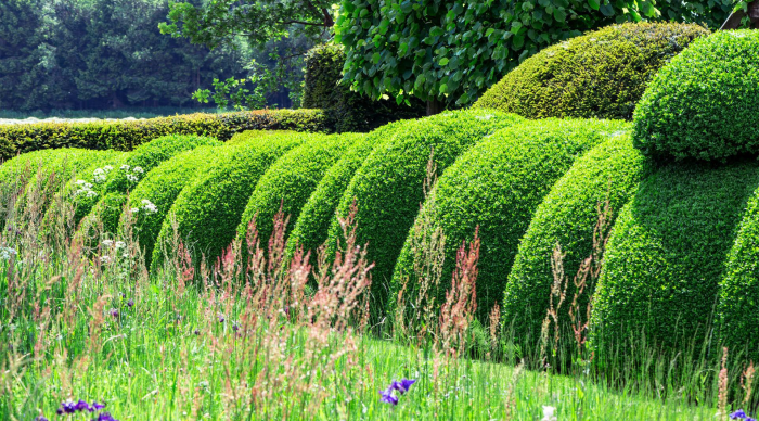 Неприхотливые декоративные кустарники в ландшафтном дизайне: фото и описания (56 фото)