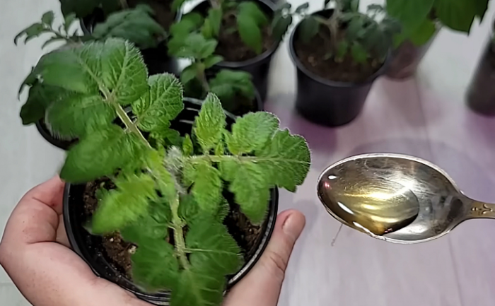 Майская для помидоров, перцев и рассады. Капля йода и даже в холода будет идти в рост