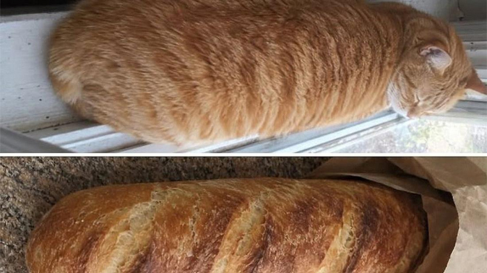 Коты похожи на еду: подборка фотографий