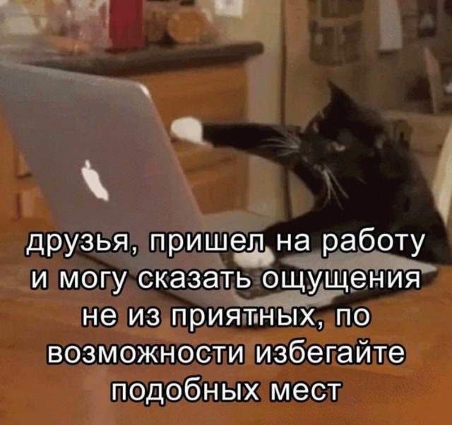 Интернет мемы и кот который не боится пылесоса