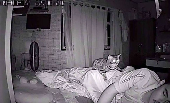 Мужчина установил камеру в спальне и увидел, что каждую ночь кот садится рядом с лицом и смотрит