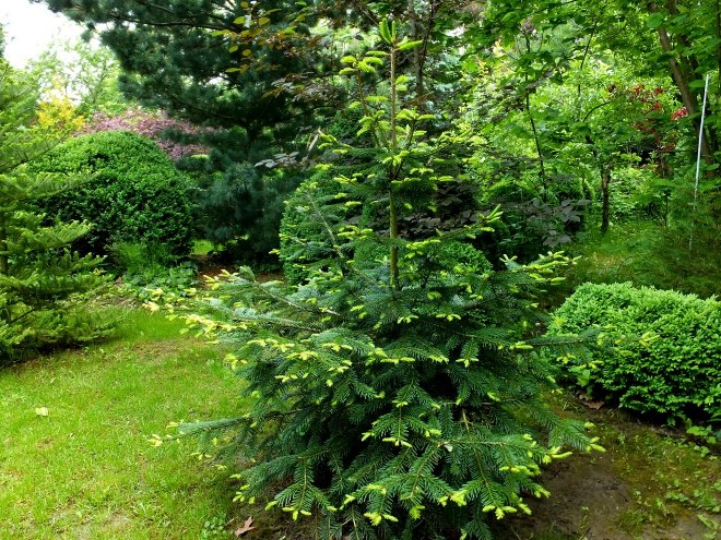 Хвойные растения для сада: выбираем самые неприхотливые культуры (65 фото)