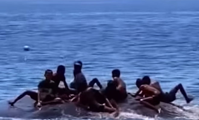 Видео из деревни в Индонезии. Дети плавают с гигантским кашалотом и катаются со спины как с горки