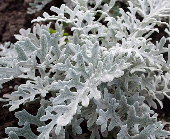 «Седой» цветок или прекрасное комнатное растение цинерария (61 фото)