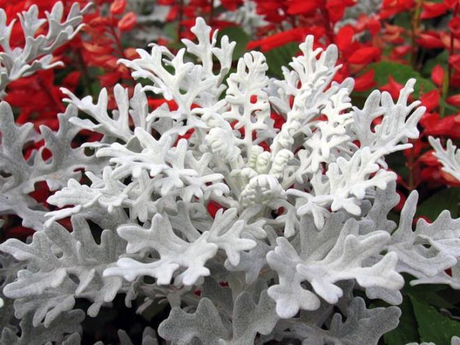 «Седой» цветок или прекрасное комнатное растение цинерария (61 фото)