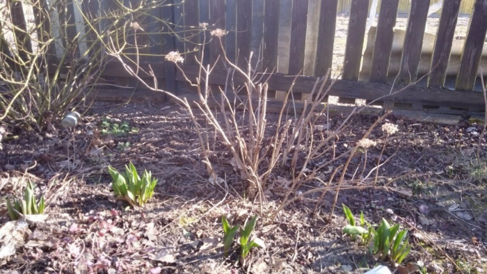 Весенняя подкормка гортензии: эффективная схема для пышного цветения