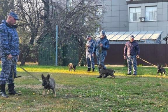 Пять щенков немецкой овчарки пополнили ряды служебных собак тамбовского УФСИН