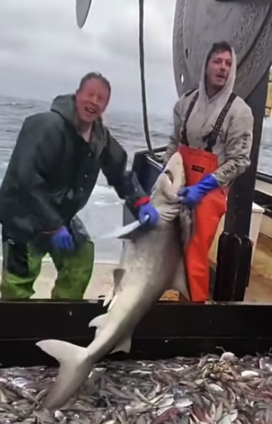 Я не доела: акула попала на рыболовецкое судно и отказалась уходить без обеда