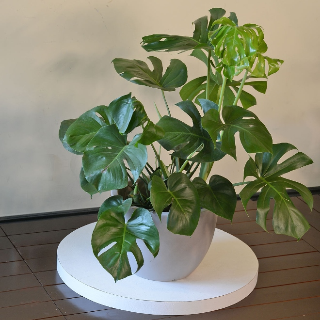 Комнатные растения в интерьере квартиры (112 фото)