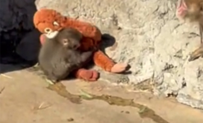 Плюшевая игрушка стала лучшим другом для молодой обезьянки