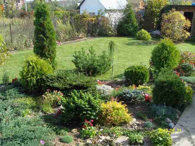 Хвойные растения для сада: выбираем самые неприхотливые культуры (65 фото)