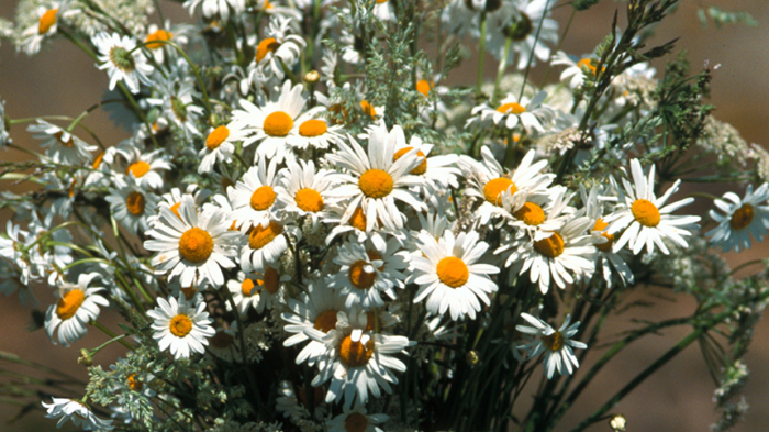 Как собрать красивый и недорогой букет: ТОП‑5 стойких цветов, которые не завянут быстро