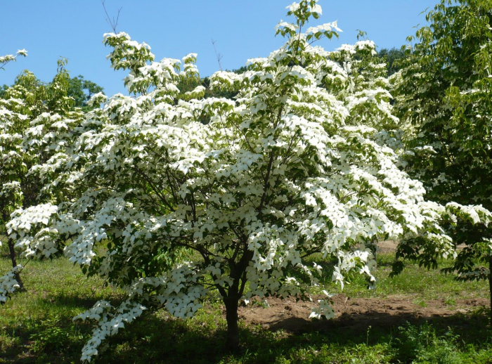Неприхотливые декоративные кустарники в ландшафтном дизайне: фото и описания (56 фото)