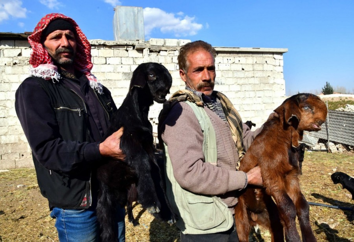 Дамасские козы: странная красота и практическая ценность