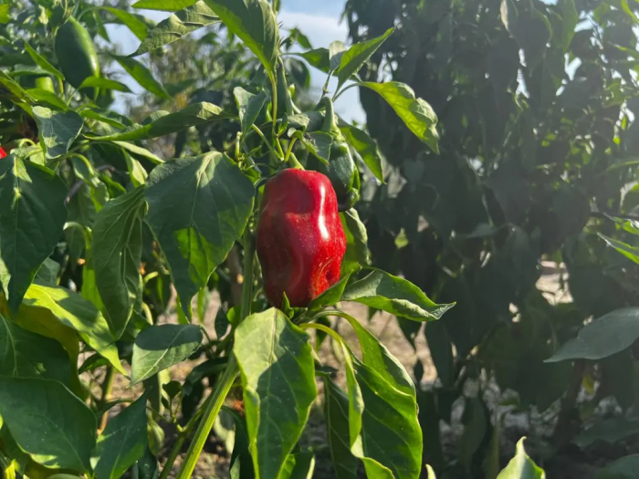 Немецкий «ленивый» метод: откажитесь от бабушкиных грядок — урожай перцев вырастет вдвое