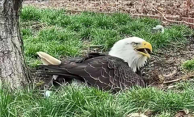 Одинокий орел в заповеднике высиживал камень и тогда работники подменили его на яйцо, а затем посмотрели, что будет дальше