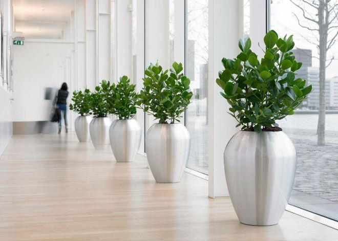 Комнатные растения в интерьере квартиры (112 фото)