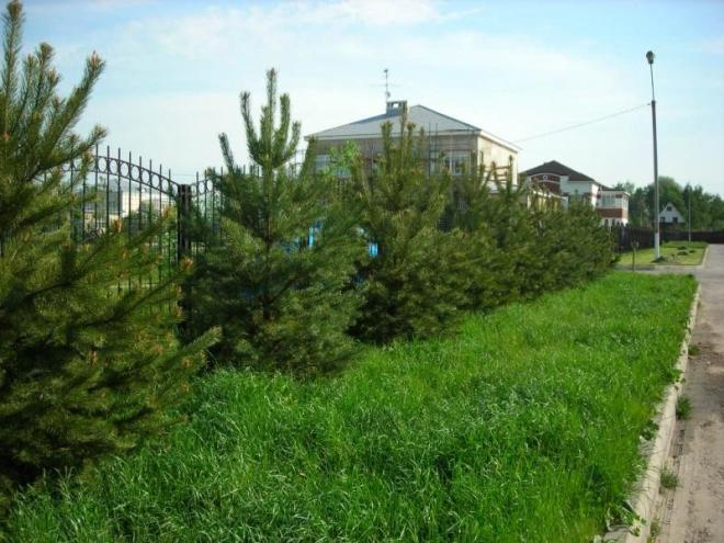 Хвойные растения для сада: выбираем самые неприхотливые культуры (65 фото)