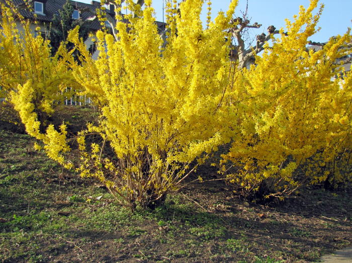 Неприхотливые декоративные кустарники в ландшафтном дизайне: фото и описания (56 фото)