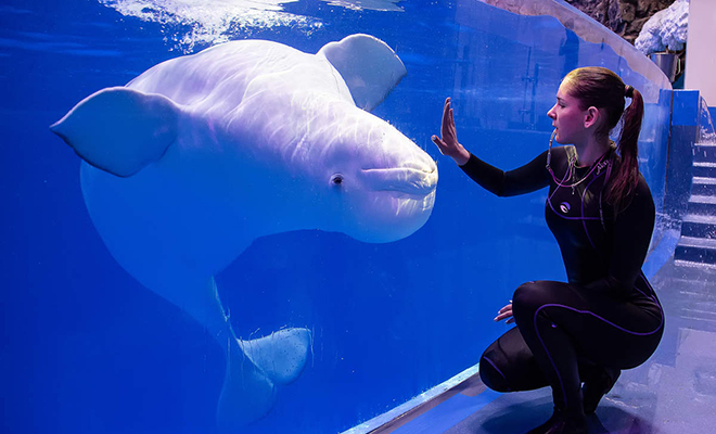 Наглый курильщик достал всех в океанариуме, но тут вмешалась белуха