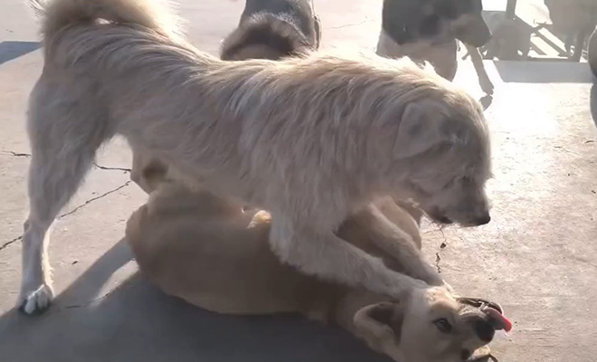 Невзрачный пес стал альфа-вожаком в стае волкодавов. Усмиряет всех одним видом: видео