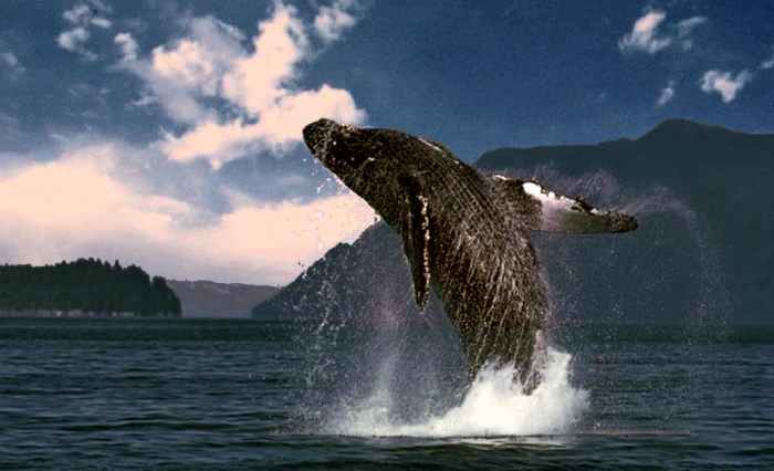 10 существ живущих гораздо дольше человека