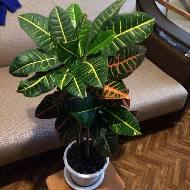 Комнатные растения в интерьере квартиры (112 фото)