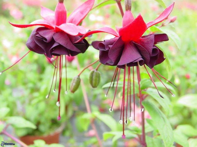 Комнатные растения в интерьере квартиры (112 фото)