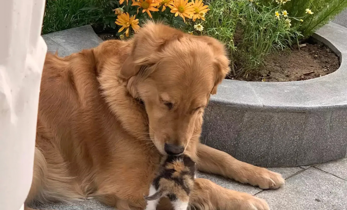 Собаки нашли на улице брошенного котенка и привели его домой: видео