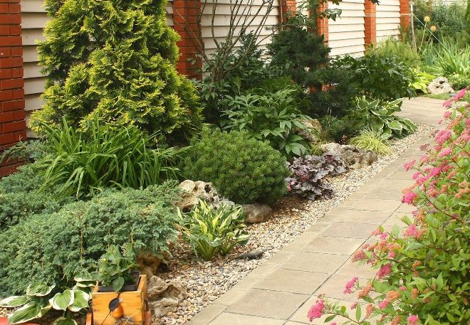 Хвойные растения для сада: выбираем самые неприхотливые культуры (65 фото)