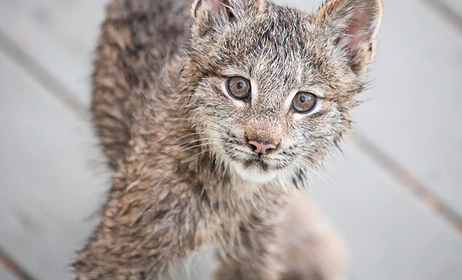Парень прикормил котенка рыси, но на утро увидел на крыльце уже целую стаю: видео